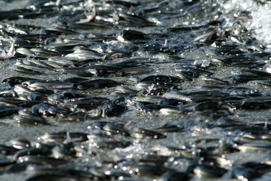 Capelin require coarse sandy beaches in order to spawn ... huge schools "roll" in with the tide, with the females depositing as many as 50,000 eggs each!