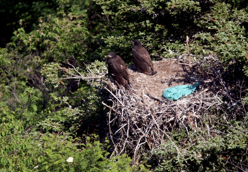 We also hiked from Signal Hill to the qualit Quidi Vidi village, stopping to enjoy some Bald Eagle chicks along the way.