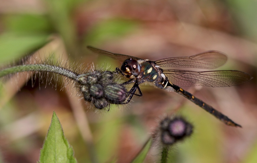 As well as some confiding dragonflies like this Forcipate Emerald (a new one for me) ...