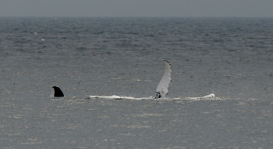 Whales were part of the action every day - like this one at St. Vincent's which was breaching and waving.