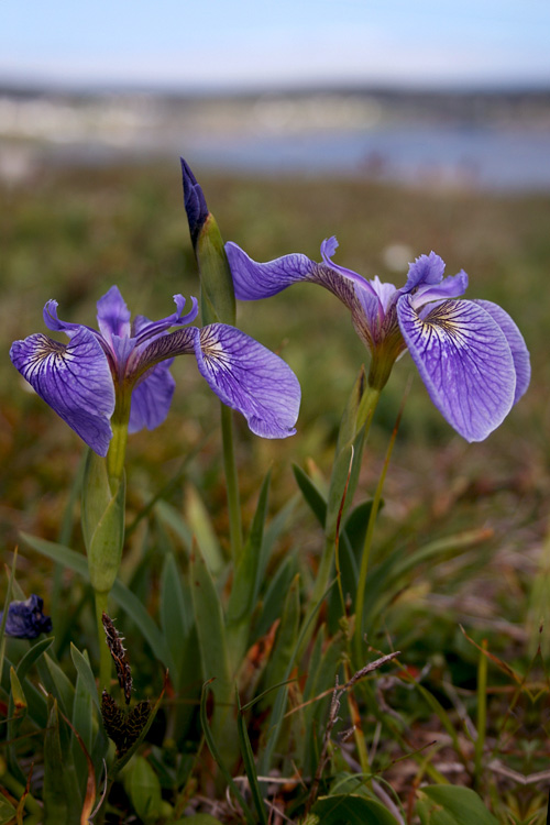 These Beach-head Irises were blooming in many locations. Here, the town of Elliston lingers in the background.