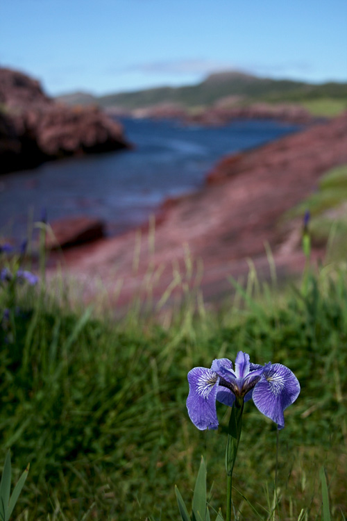 A shot of Tickle Cove with an iris in the foreground.