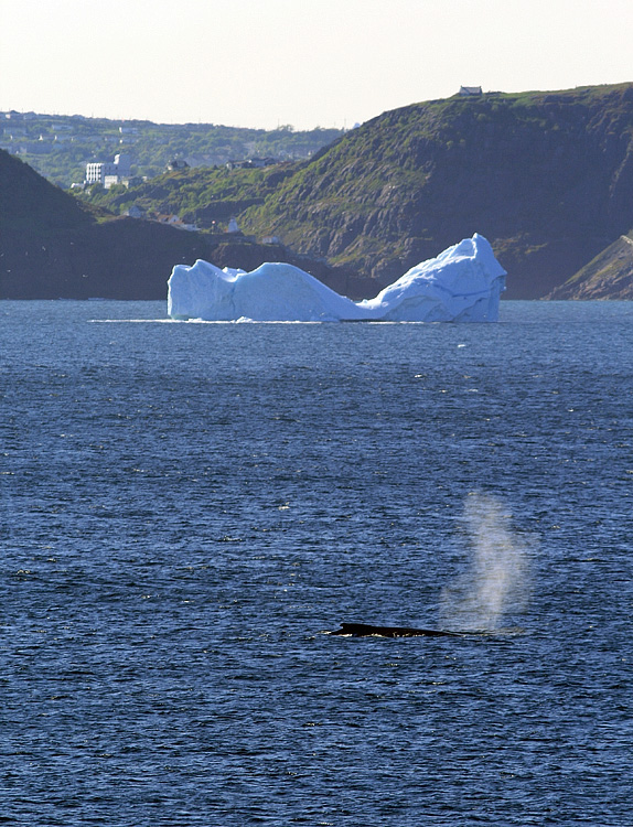 This nealy iconic photo of St. John's narrows, an iceberg and a humpback whale was taken from Cape Spear, North America's easternmost point.