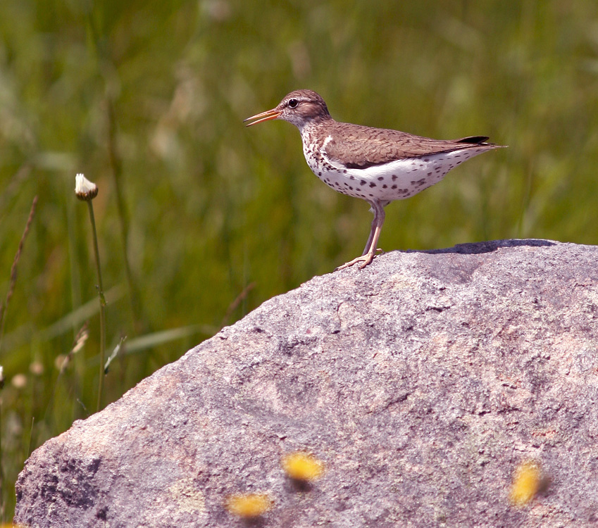 A short hike around King's Cove (while the rest of the group enjoyed the zodiac ride!) included a very confiding Spotted Sandpiper