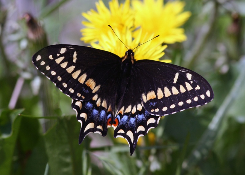 Cape Pine also produced our first Short-tailed Swallowtails of the trip ... they were plentiful at most headlands during the week.