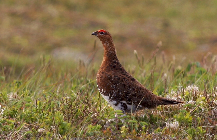 A pair of Willow Ptarmigan graced us by crossing the road near Newfoundland's southernmost lighthouse, Cape Pine.