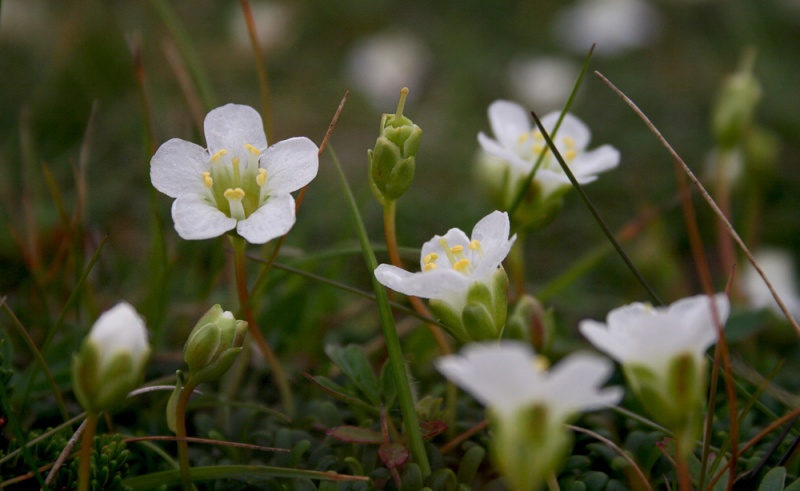 Subalpine flowers, like these Diapensia lapponica, grow on the sub-arctic tundra of Cape St. Mary's.