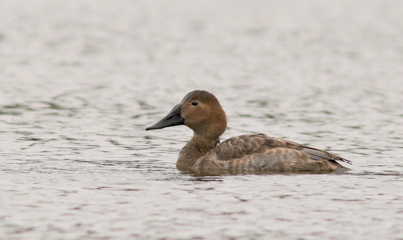 This immature Canvasback provides just the second record for Newfoundland, with the last one having been more than 40 years ago!