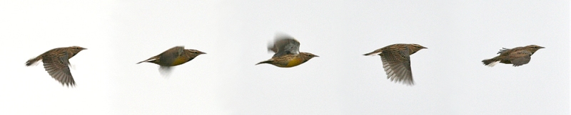 Terrible Photo(s) #1 - A Meadowlark (Eastern? Western?) that was discovered in St. John's on November 7. It was seen over the next few days, but the cryptic nature of this bird and its plumage means we may never know which species it was!