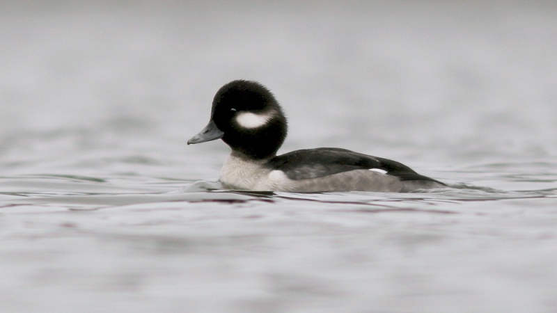 This female Bufflehead was a bit of a treat for me ... pretty uncommon within the city and not so easy to photograph. I think Paul (from Ottawa) was entertained by the fact I paid more attention to it than the many European ducks we also enjoyed!
