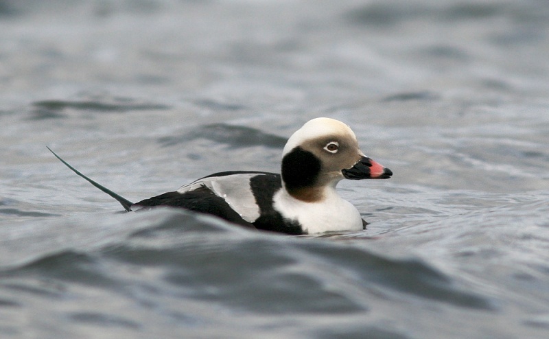 This drake Long-tailed Duck (locally called "hounds") was feeding at the end of a breakwater in St. Bride's. Between dives, I managed to sneak up quite close by edging along on the piled boulders.