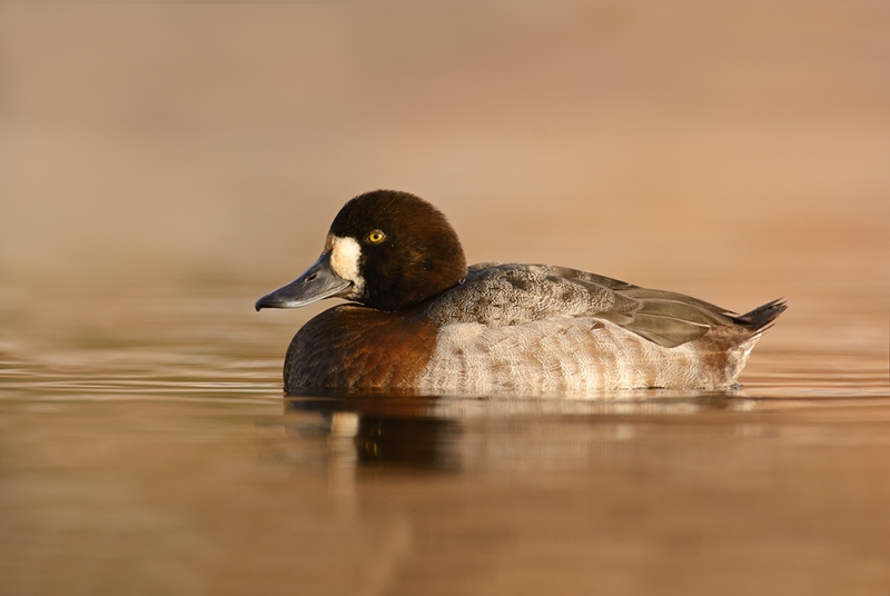 GreaterScaup1