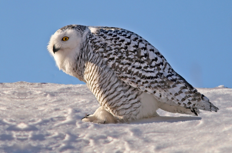 Snowy Owls continued throughout the winter of 2014, following a major invasion the previous fall. This one was photographed in St. John's in early January.