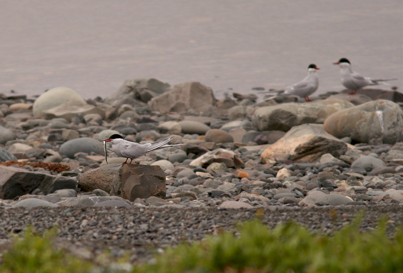 Arctic Terns sit on the beach at Holyrood Pond, showing off their catch.