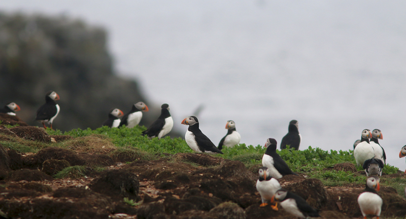 Atlantic Puffins, our provincial bird, can be found at several colonies along the coast.