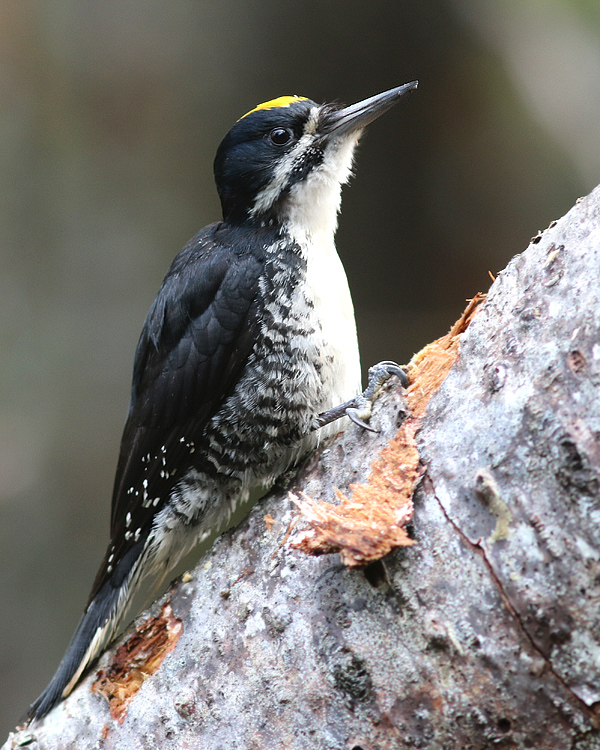 Black-backed Woodpeckers are regular but somewhat uncommon in Newfoundland ... we were fortunate to bump into several during our hikes through older growth forest.