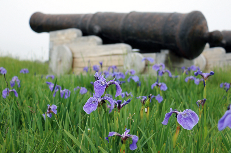 Blue Flag Irises flank a cannon that still stands guard at the entrance to Trinity's storied harbour.
