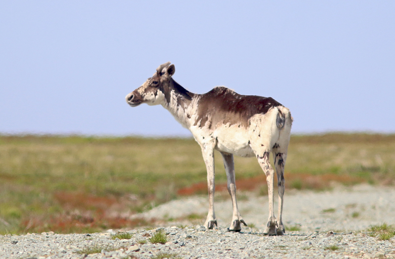 Caribou were a bit elusive this summer, but we did run into a few on the barrens of the southern Avalon.