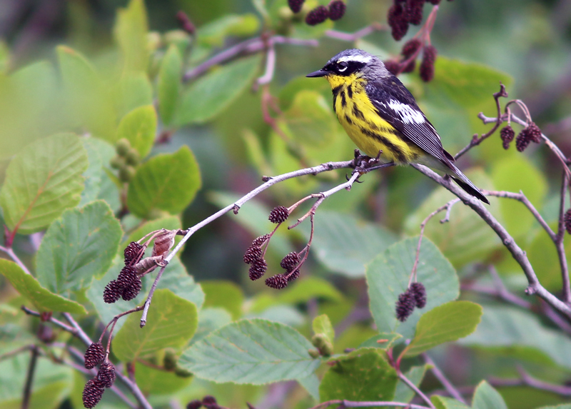 Magnolia Warblers make for colourful additions to any day of birding on the island.