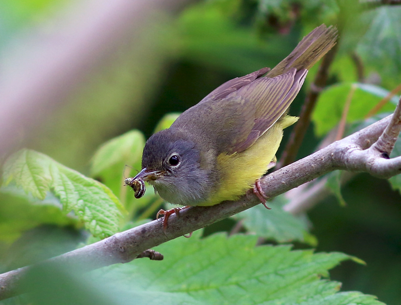 A female Mourning Warbler was spotted carrying food. This is a very scarce breeder on the Avalon Peninsula, but becomes more common further west on the island.