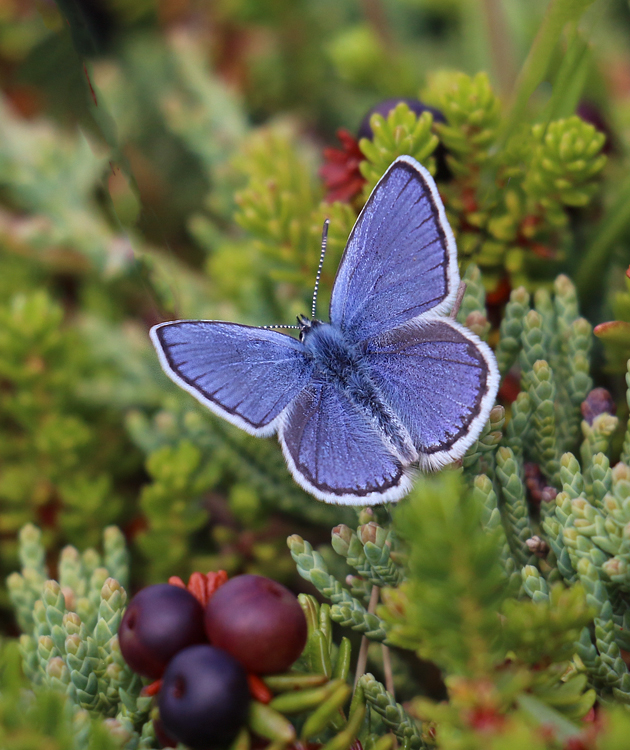 Some very classy butterflies also made the highlight list, including the small but brilliant Northern Blue.
