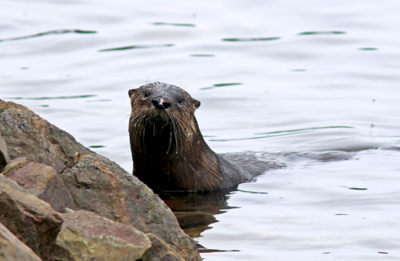 An Otter stakes claim to his little piece of shoreline.