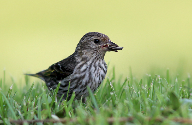 Pine Siskins are among my favourite birds -- understated but beautiful and fun to watch.