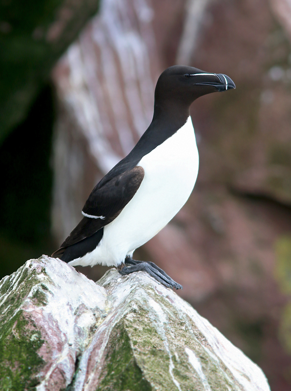 A Razorbill stands stoic on Gull Island (part of the Witless Bay Ecological Reserve). This is one of the best places to see this very classy-looking bird.