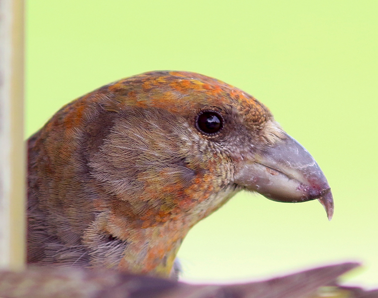 The Newfoundland race of Red Crossbill (percna) is considered enedmic to the island, and is currently considered a "species at risk" in the province.