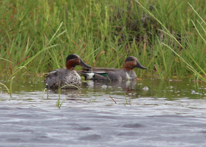 This Common (Eurasian Green-winged) Teal (left) was another summer surprise. It was hanging out with a regular Green-winged Teal in a small pond in St. Mary's Bay.