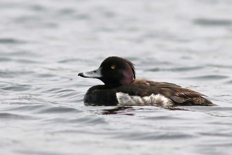 While Tufted Ducks are common during winter, summer sightings are few and far between. We were fortunate to see this immature male hanging out at a city pond.