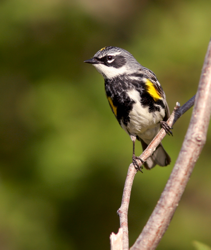 A male Yellow-rumped Warbler checks out his territory. 